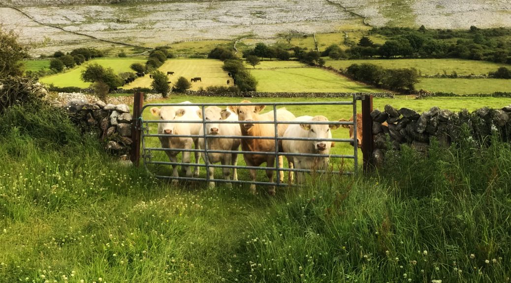 Irlandzkie krowy